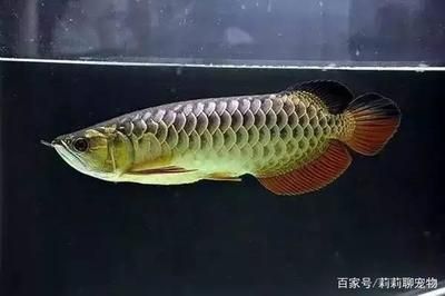 魚(yú)缸的水怎么能保持清澈（魚(yú)缸的水怎么能保持清澈一點(diǎn)）