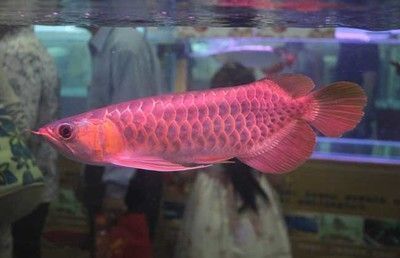 海西蒙古族藏族自治州水族館龐克雷龍