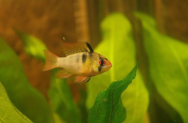 貴港水族館秀一下魚順便記錄一下巴雷特賽級金龍的成長