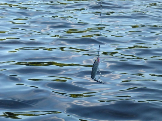 紅龍魚(yú)喂什么魚(yú)食好養(yǎng)呢（紅龍魚(yú)喂什么魚(yú)食好養(yǎng)呢視頻）