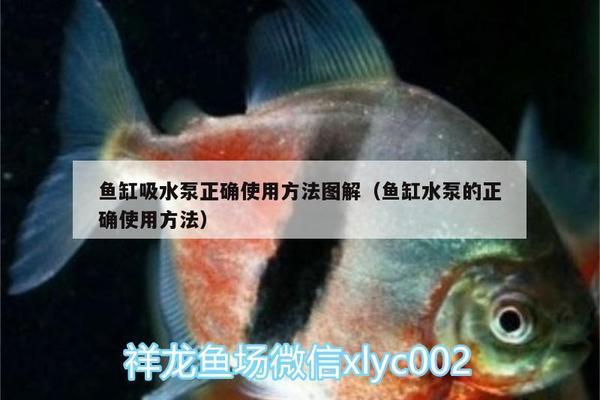 白銀哪里有賣魚缸的