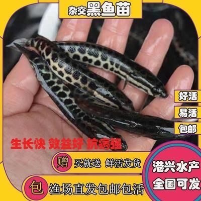 紅龍魚最大可以長到多少厘米呢(金龍魚一般能長多少厘米)