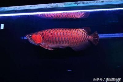 龍魚(yú)芯片什么樣（龍魚(yú)芯片是什么） 觀賞魚(yú)市場(chǎng)（混養(yǎng)魚(yú)）