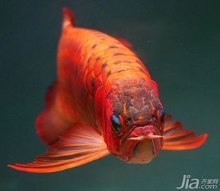 朔州哪里有賣(mài)魚(yú)缸的地方？，朔州哪里有賣(mài)魚(yú)缸的地方啊朔州哪里有賣(mài)魚(yú)缸的地方啊