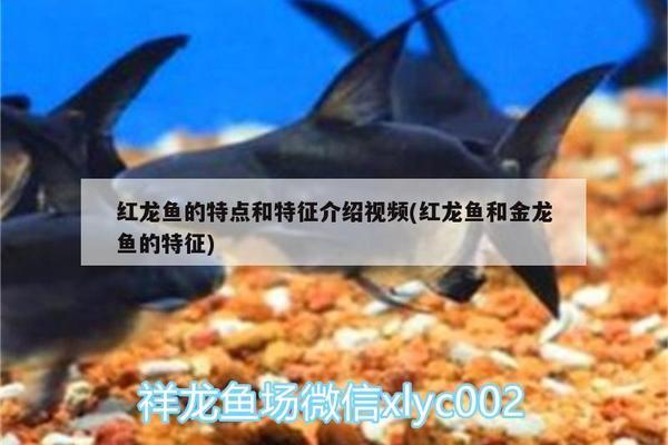 重慶做魚缸哪里有廠家