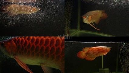 紅龍魚蒙眼最好的治療方法（紅龍魚蒙眼最好的治療方法是什么）