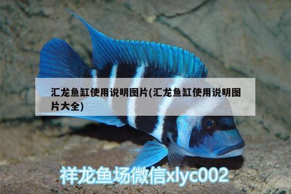 魚(yú)缸過(guò)濾結(jié)構(gòu)原理圖解（魚(yú)缸過(guò)濾結(jié)構(gòu)原理圖解視頻）