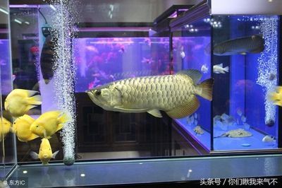 黑帶龍魚(yú)值得養(yǎng)嗎（如何判斷黑帶龍魚(yú)是否健康？） 水族問(wèn)答