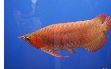 紅龍魚能活幾年：關(guān)于紅龍魚壽命的詳細信息 紅龍魚百科 第2張