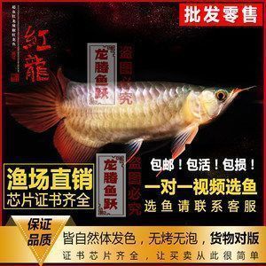 殷都哪里賣龍魚(yú)：安陽(yáng)市殷都區(qū)及周邊可能售賣龍魚(yú)店鋪及市場(chǎng)信息