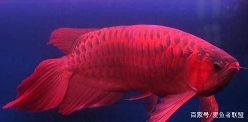 龍利魚和巴沙魚的區(qū)別圖片 水族問答