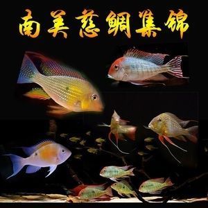 The Majestic <strong><mark>arowana</mark></strong>: A Guide to Finding and Caring for <strong><mark>arowana</mark></strong> in Kayah