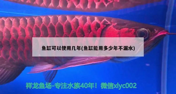 龍魚身上鱗片發(fā)白怎么回事兒圖片（龍魚身上鱗片發(fā)白怎么回事兒圖片大全）