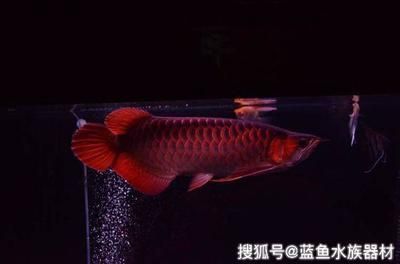 自制魚缸周轉(zhuǎn)箱過濾器圖解大全（自制魚缸周轉(zhuǎn)箱過濾器圖解大全視頻） 其他品牌魚缸