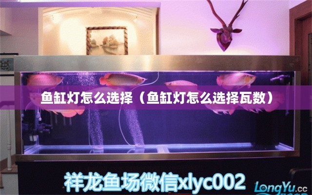 金龍魚主要吃什么（金龍魚主要吃什么東西） 黃金達摩魚