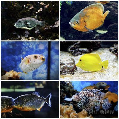 伊春龍魚(yú)水族店：伊春龍魚(yú)水族店以提供優(yōu)質(zhì)的龍魚(yú)養(yǎng)殖服務(wù)為宗旨提供個(gè)性化服務(wù)