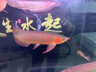 紅龍魚蒙眼最好治療方法視頻大全集（紅龍魚蒙眼最好治療方法視頻大全集圖片）