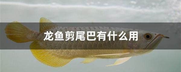 陽江水族館孤品黑金？今年還會(huì)有第二只嗎？