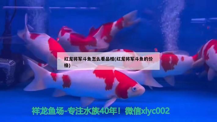 深圳魚(yú)缸回收公司有哪些地方的（1. 深圳魚(yú)缸回收公司接受哪些地方的魚(yú)缸回收？） 水族問(wèn)答