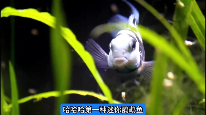 魚缸怎樣做一個(gè)簡單的過濾循環(huán)系統(tǒng)（魚缸怎樣做一個(gè)簡單的過濾循環(huán)系統(tǒng)呢）