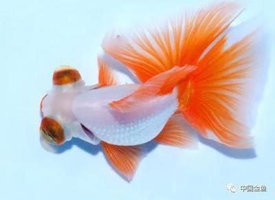 我國四大家魚：四大家魚是哪四個