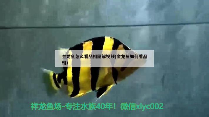 龍魚(yú)怎么看品相圖解，如何判斷龍魚(yú)品相