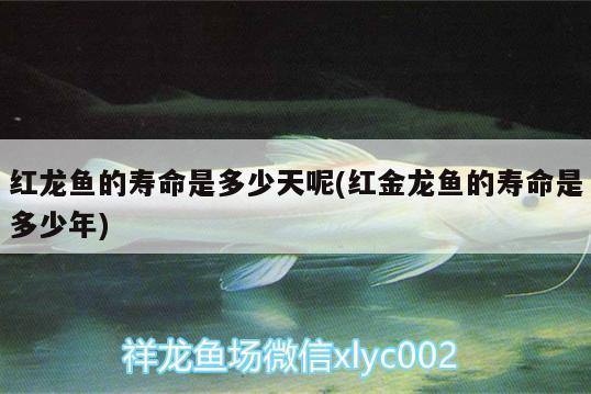 上海霞靜蔬果專業(yè)合作社（上海霞靜蔬果專業(yè)合作社經(jīng)營活動(dòng)】登記編號(hào)） 水族周邊