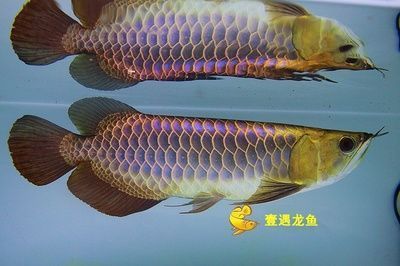 哪種小型觀賞魚好看（哪種小型觀賞魚好看又好養(yǎng)） 小型觀賞魚