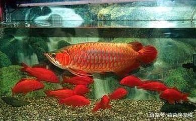 紅龍魚用什么顏色的燈光好呢（紅龍魚用什么顏色的燈光好呢圖片）