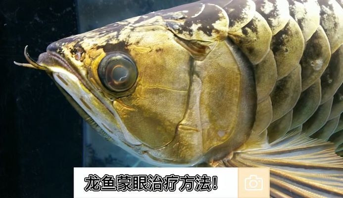 柳州魚缸定制廠家有哪些柳州魚缸定制廠家及其聯(lián)系電話