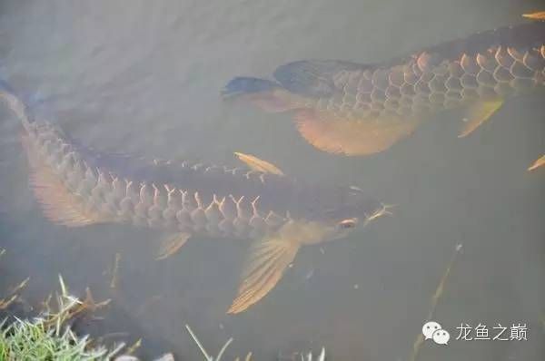 泰獅魚缸深度多少最好（泰獅魚缸深度多少最好養(yǎng)）