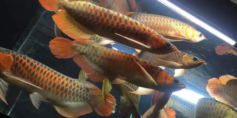 吉林雅興緣花鳥魚交易中心銀行水族館（吉林市雅興緣花鳥魚市場(chǎng)）