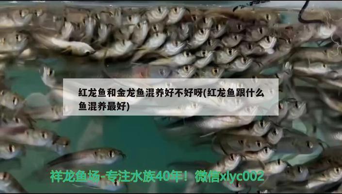 附近賣魚缸的地方在哪里啊電話（附近賣魚缸的地方在哪里啊電話號(hào)碼）