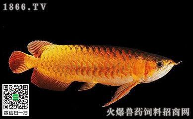 黃魚觀賞魚（黃魚的飼養(yǎng)方法） 水族維護(hù)服務(wù)（上門）