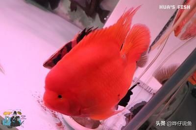 賽罕區(qū)樹華魚友水族館（賽罕區(qū)樹華魚友水族館電話號碼）