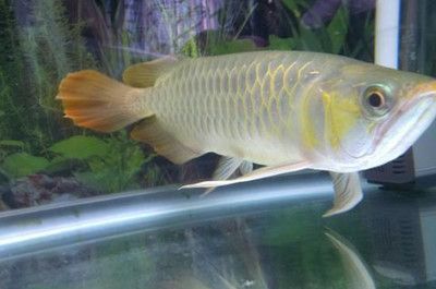 林芝水族館別無(wú)它求龍魚(yú)