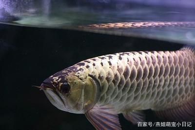 普通金龍魚一條多少錢（金龍魚一條多少錢一條）