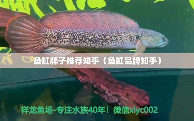 龍魚蒙眼多久能好呀視頻（龍魚蒙眼多久能好呀視頻講解） 廣州龍魚批發(fā)市場