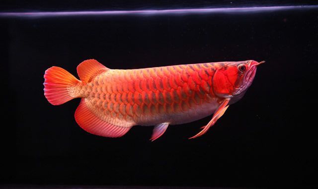 延吉賣魚缸