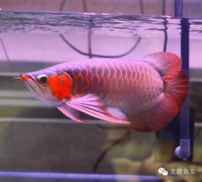 万宁万城老蔡水族宠物店（万宁宠物店电话）