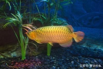 七彩龍王天堂鳥（七彩龍王天堂鳥怎么養(yǎng)） 觀賞魚