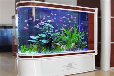 廣州市水族觀賞魚會(huì)展（廣州市水族觀賞魚會(huì)展中心地址） 廣州水族批發(fā)市場