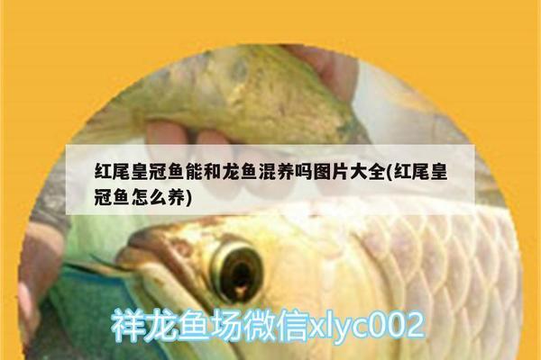 紅龍魚買什么品種好（紅龍魚買什么品種好養(yǎng)）