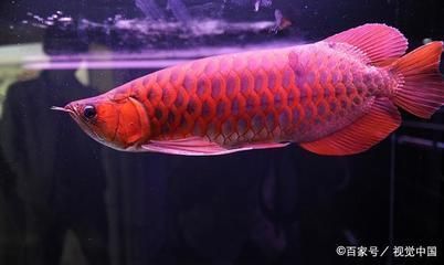 紅龍魚的飼養(yǎng)方法講解視頻教程全集（紅龍魚的飼養(yǎng)方法講解視頻教程全集下載） 紅龍魚百科