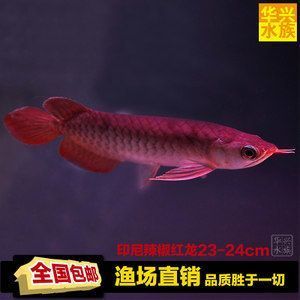 1米魚缸圖片價格（1米魚缸圖片價格大全）