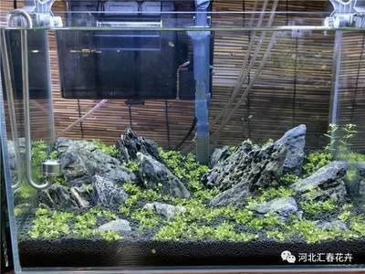 廣州魚缸水族箱批發(fā)店的電話（廣州魚缸水族箱批發(fā)店的電話是多少）