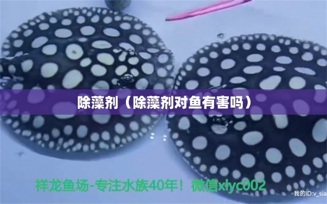 魚缸水很臟怎么可以全部換掉呢（魚缸水很臟怎么可以全部換掉呢視頻）