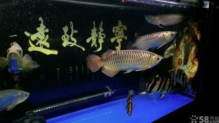 如何養(yǎng)護(hù)紅龍福龍魚（-紅龍福龍魚如何正確清潔紅龍福龍魚的魚缸）