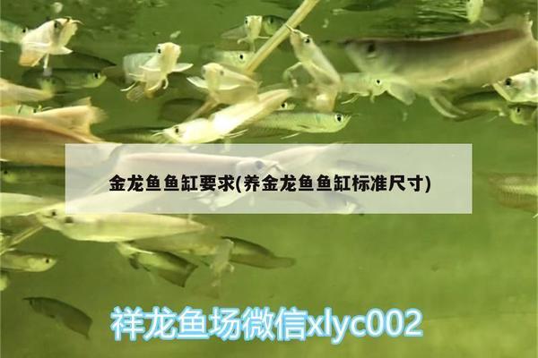 魚缸過(guò)濾器哪個(gè)牌子質(zhì)量好（魚缸過(guò)濾器哪個(gè)牌子質(zhì)量好耐用）