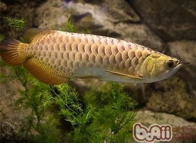 惠州觀賞魚詐騙團(tuán)伙名單最新動(dòng)態(tài)（惠州觀賞魚詐騙團(tuán)伙名單最新動(dòng)態(tài)查詢）